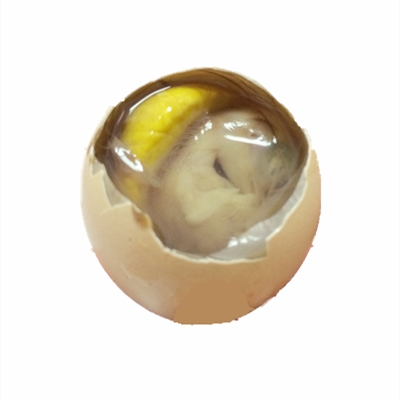 六合袁味正宗活珠子鸡胚蛋凤凰活的新鲜13天活珠子