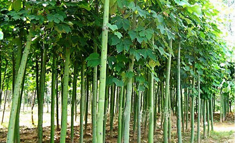 梧桐树苗梧桐树绿化苗木中国桐麻风景观赏行道树