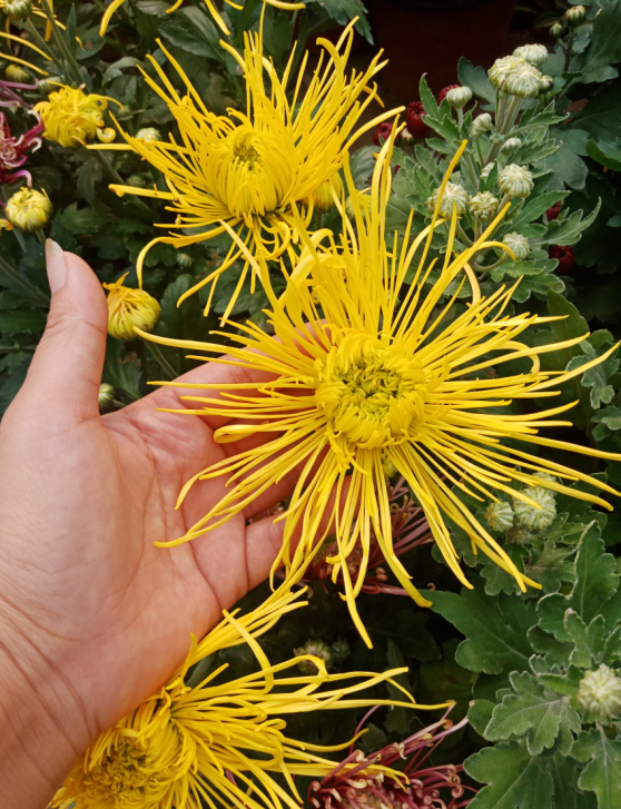 丝线菊花苗盆栽植物 珍珠穿线红色菊花盆栽植物 大菊花千丝菊