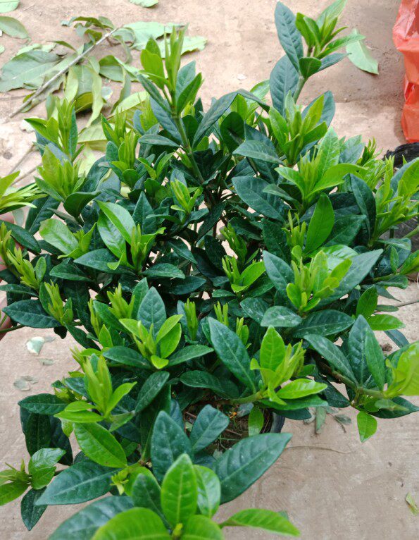 栀子花单棵独杆小叶罗汉盆栽地栽耐寒植物春天时令草本花卉