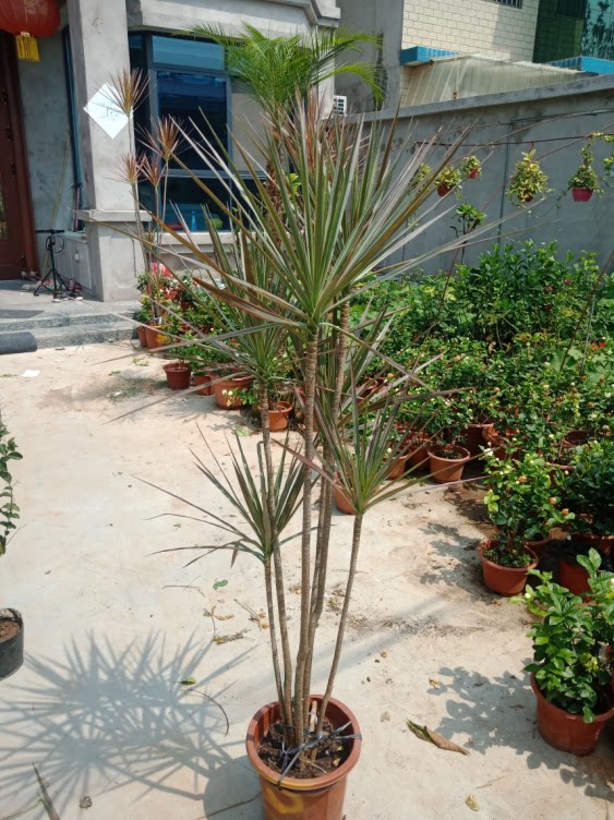 七彩铁树五彩铁树盆栽三色龙血树盆栽七彩铁千年木植物高大