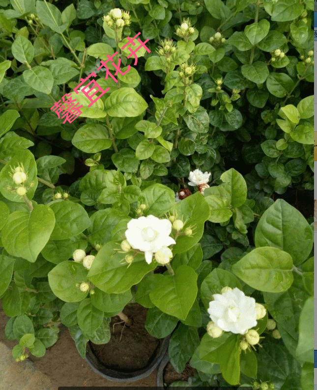 茉莉菊花珍品品大花型超重茉莉花花苗盆栽花卉绿植