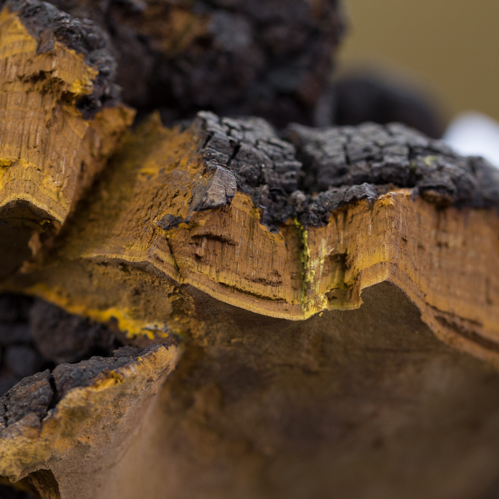 桑黄野生250克正宗西藏金边桑树可视视频选货灵芝制品