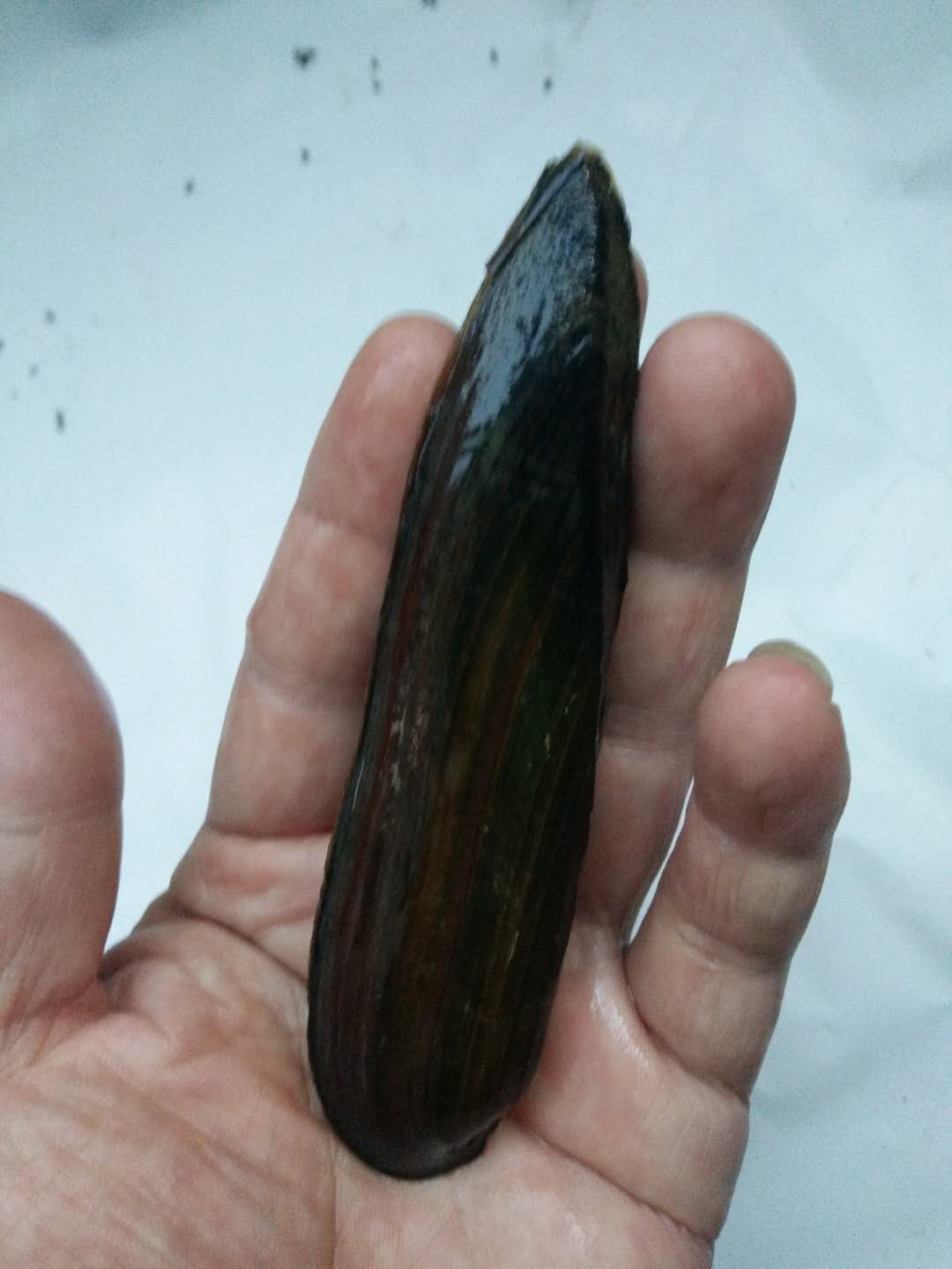 原生河蚌杜氏珠蚌小溪观赏丽蚌三角蚌鳑鲏鱼螺