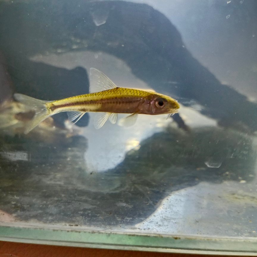 纹银鮈鱼原生冷水鱼银鮈溪流中层底栖鱼花花骨鱼