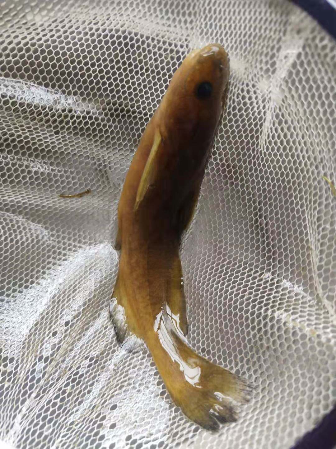 牛尾巴鲿鱼黄牯鱼黄颡鱼纯野野生原生观赏冷水鱼底栖鱼
