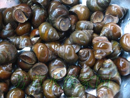 藻螺鱼缸清道夫水草金鱼锦鲤活体观赏冷水冷水鱼螺