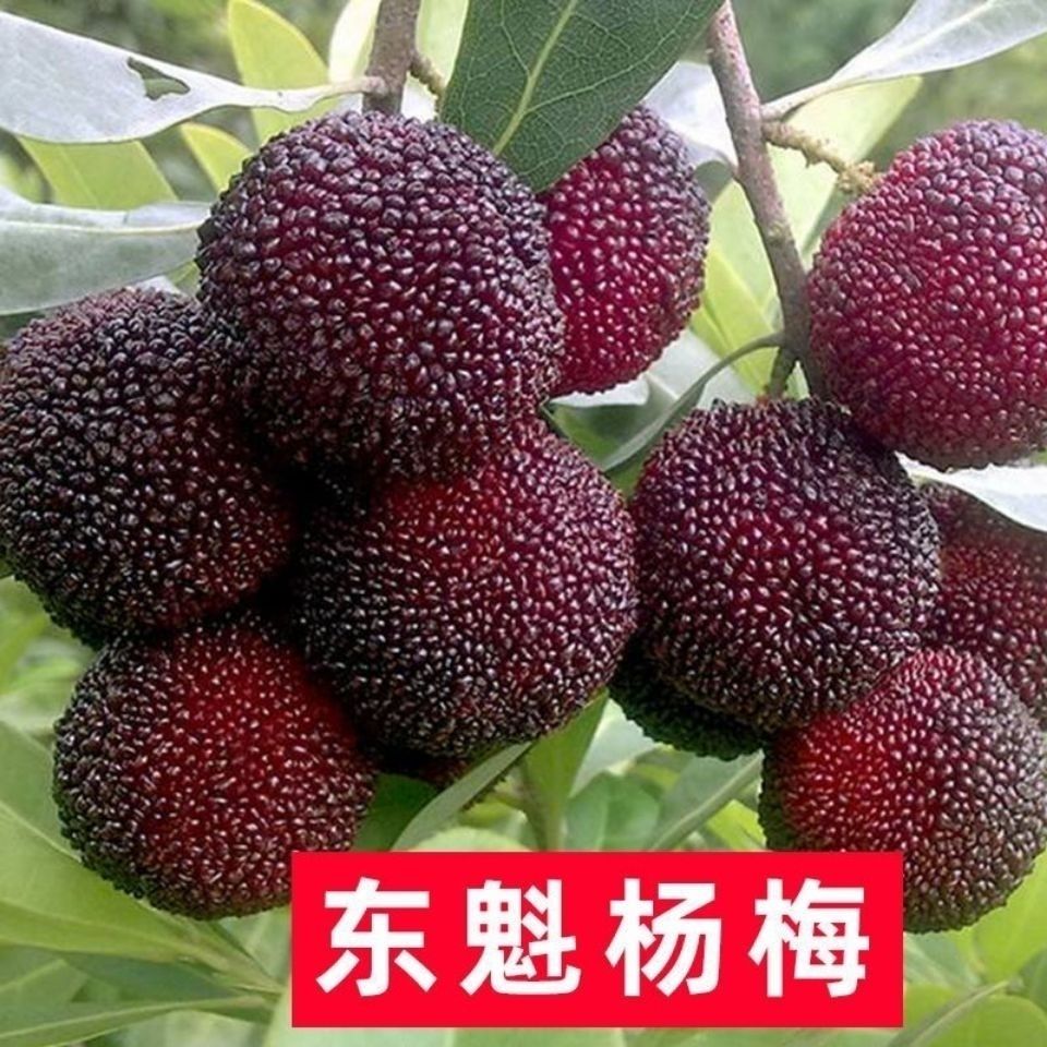 杨梅嫁接树苗东魁杨梅果树苗早熟杨梅荸荠南北方包邮庭院带土带叶