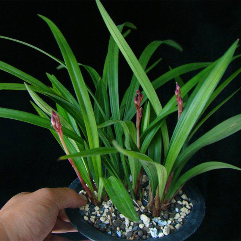 宸晟兰花盆栽建兰鸟嘴浓香专用铭品观赏绿植时令草本花卉