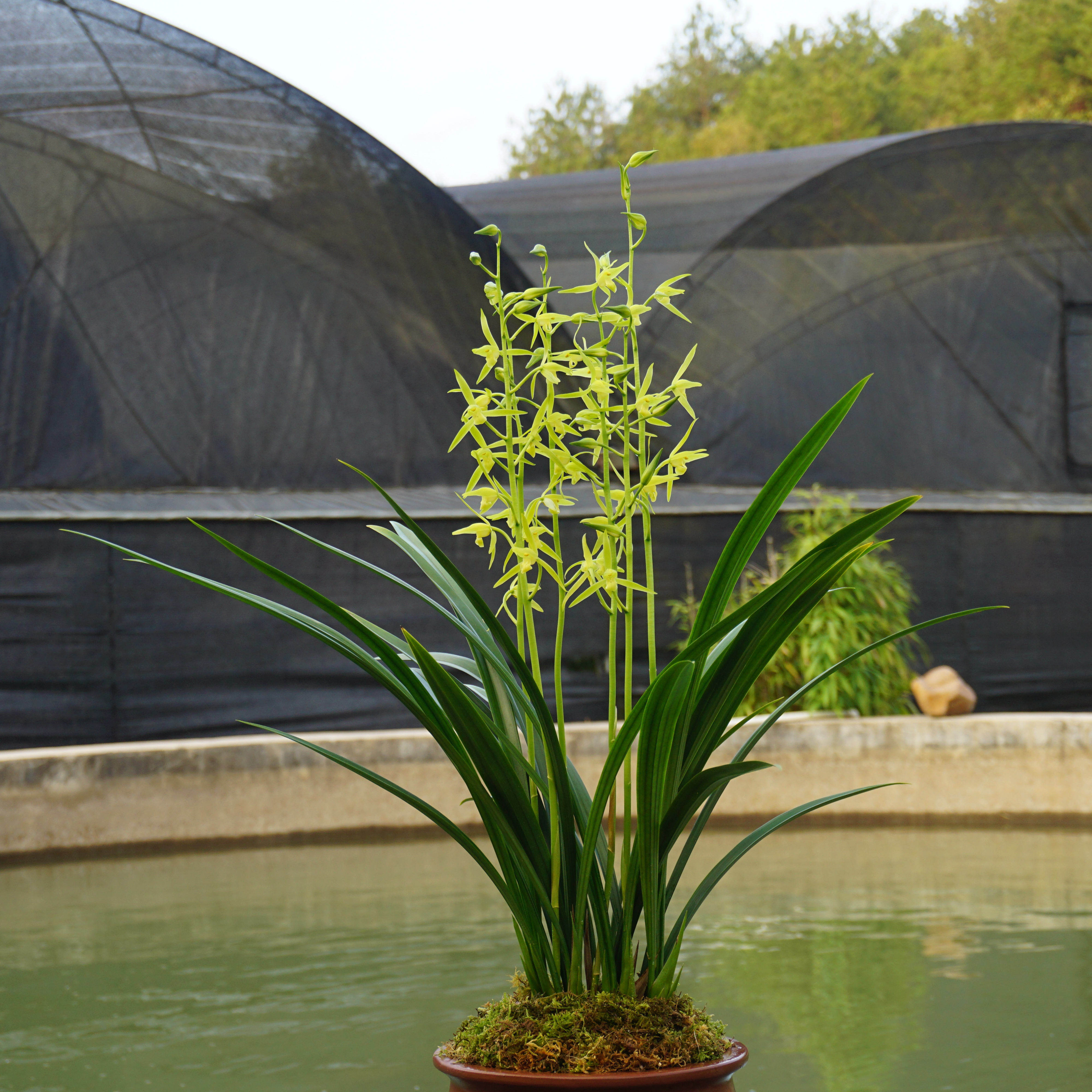 宸晟兰艺艺兰花苗墨兰素心白墨兰草花卉盆栽时令草本花卉