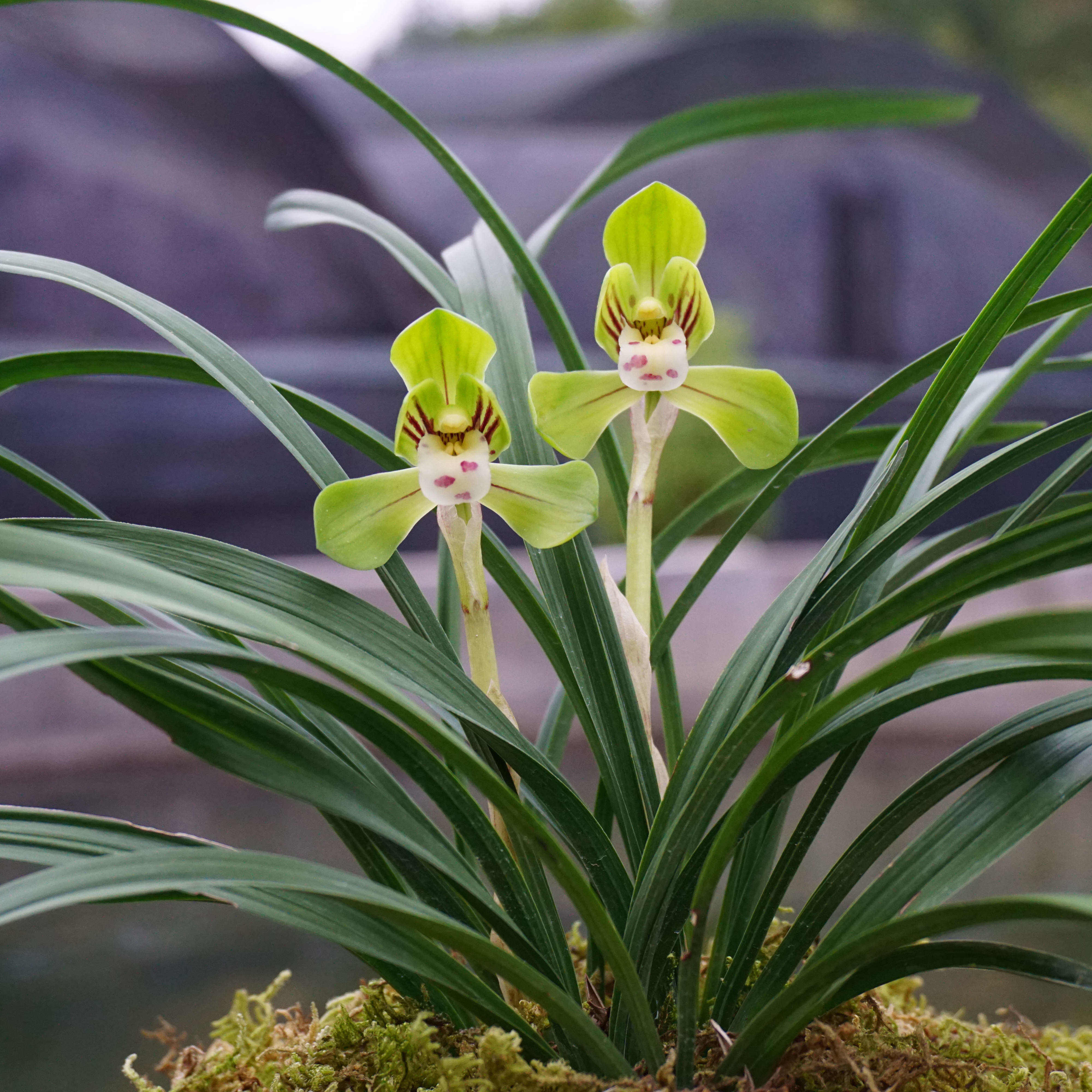 春兰花苞浓香荷瓣矮种大团圆兰花花苗办公室卧室时令草本花卉