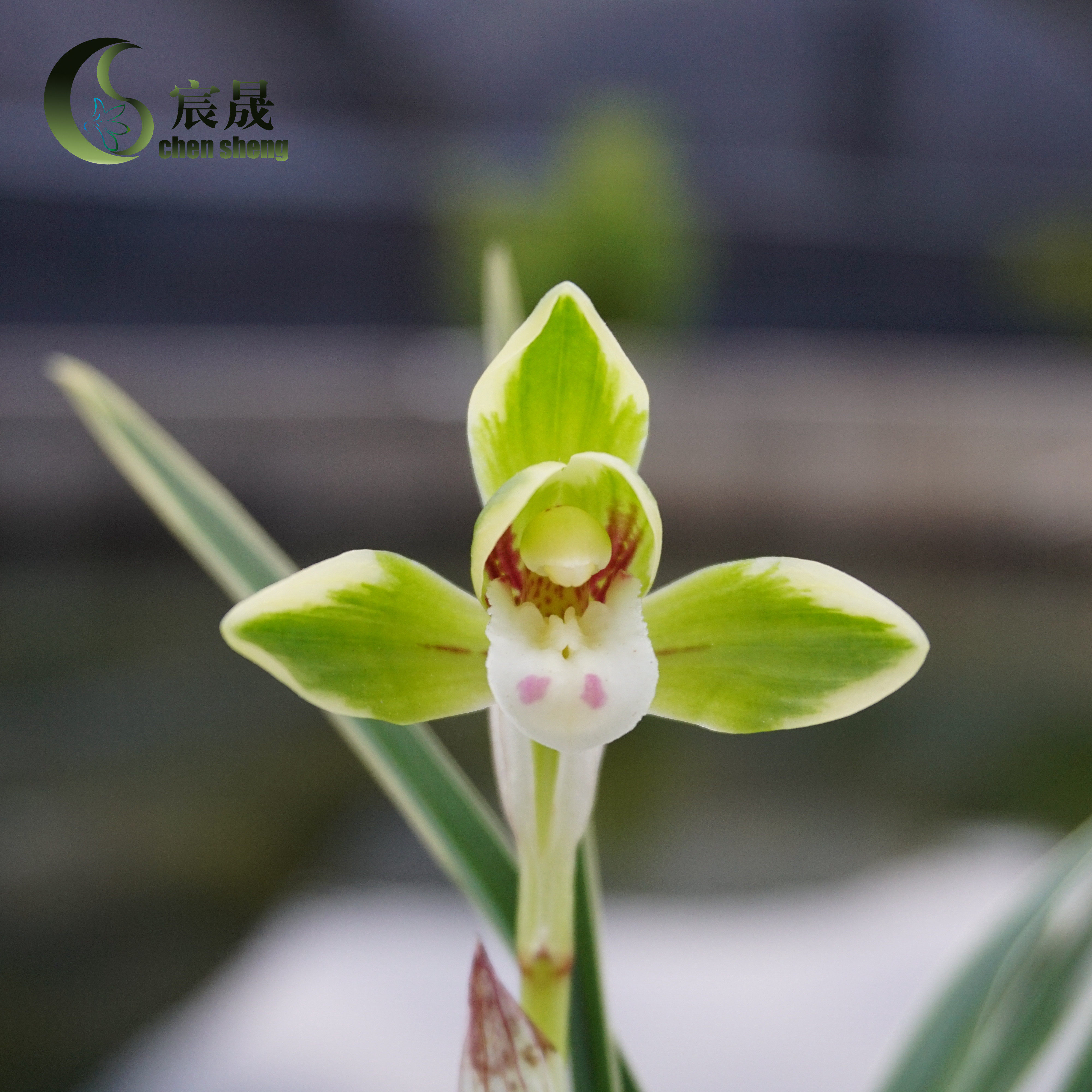 金边矮种兰花春兰雪山天草盆花花卉盆栽四季花卉