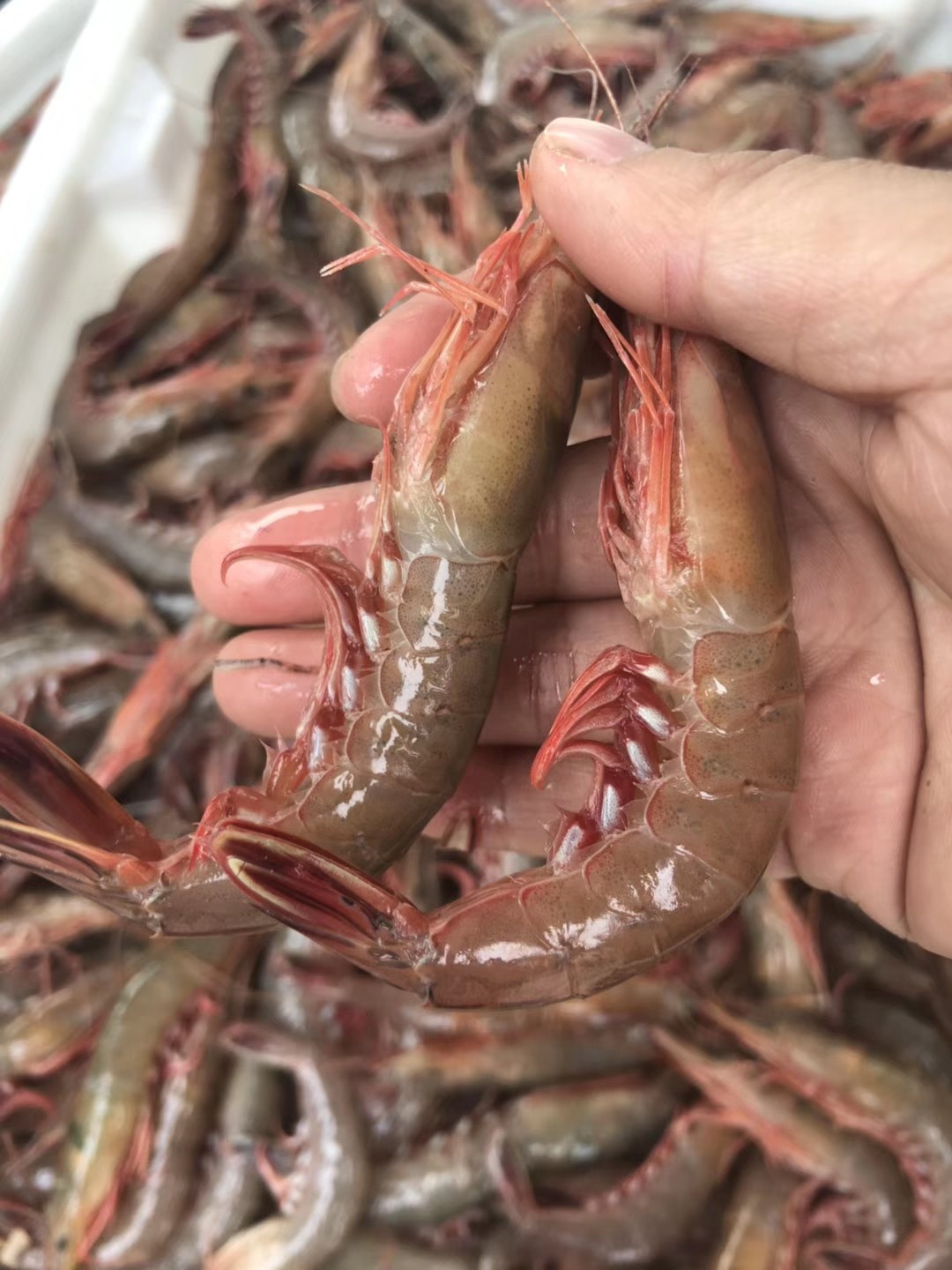 东海舟山活皮特色新鲜水产野生硬壳呛虾剑虾滑冻虾