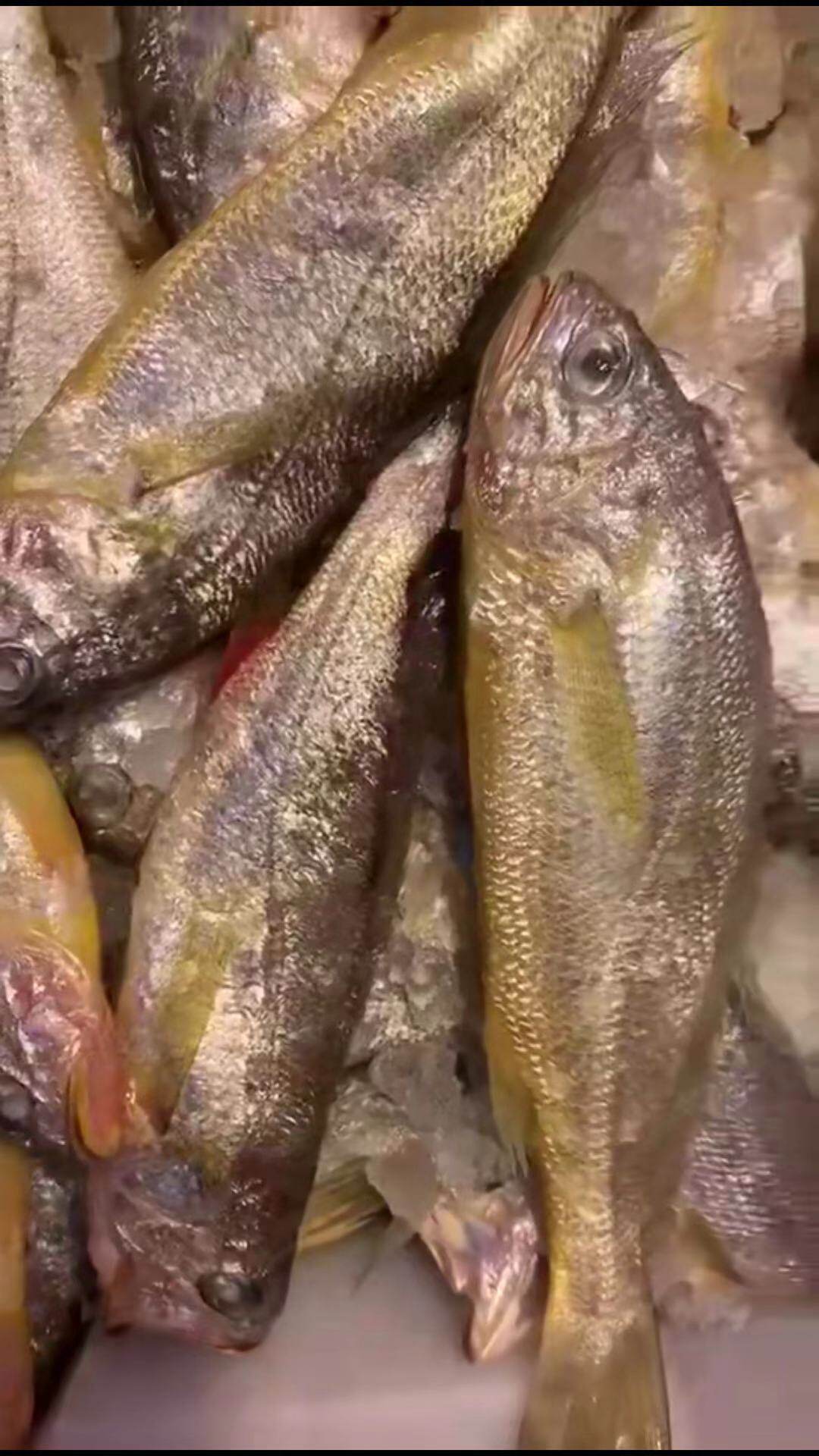 舟山小黄黄鱼东海特色新鲜黄花鱼野生深海梅子黄鱼