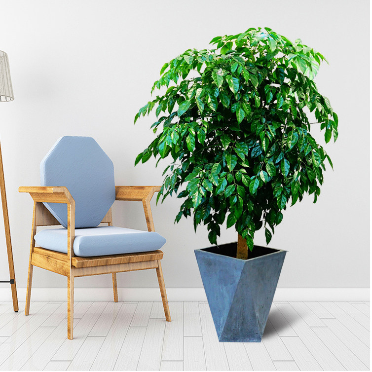 武汉幸福树绿宝树大盆栽办公办公室室内客厅前台大型绿植