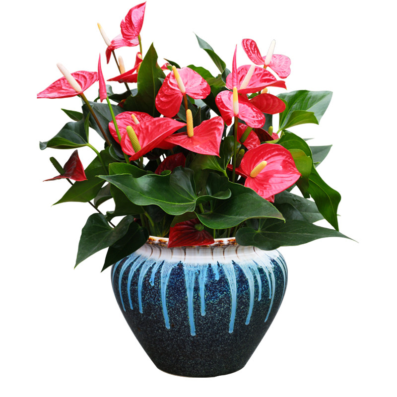 红掌盆栽大盆组合净化空气花卉绿植甲醛客厅办公室大型绿植