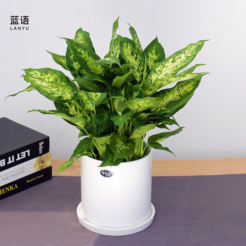 花叶斑马万年青小型室内盆栽花卉观叶绿植绿植办公室绿植