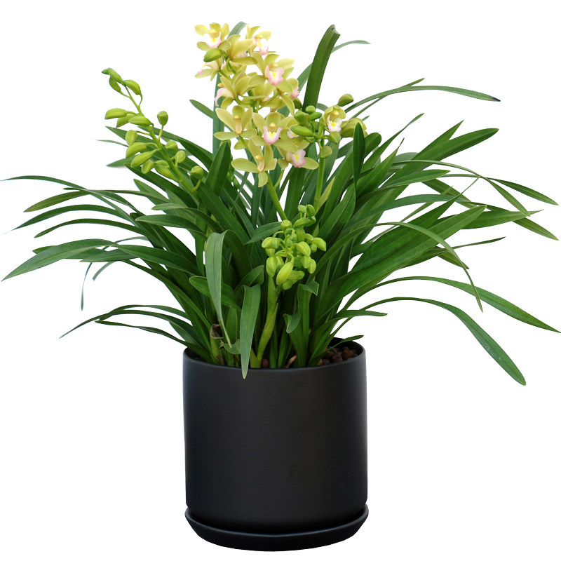 小香兰盆栽 室内花卉观花绿植 阳台客厅植物 蕙兰春兰春节送礼  价格