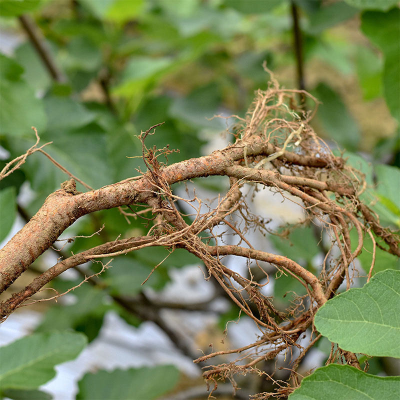 新鲜无花果花果树根茎枝条1斤装药药用现挖其他无花果