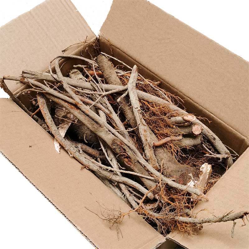 新鲜无花果花果树根茎枝条1斤装药药用现挖其他无花果