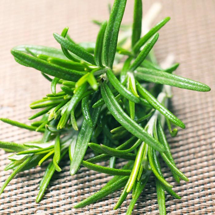 新鲜迷迭香枝条食用香草香料西餐牛排冷饮蛋糕绿植