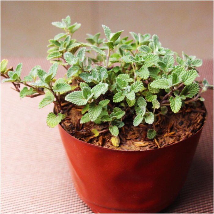 猫薄荷盆栽猫草猫咪用品零食去毛球化毛驱蚊提神绿植