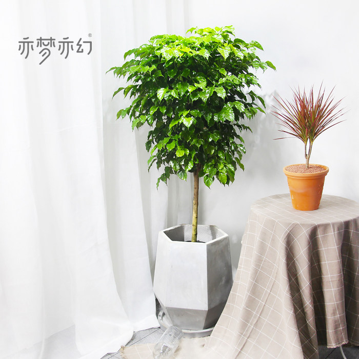 亦梦亦幻造型幸福树绿宝双层独杆辫子客厅办公大型绿植