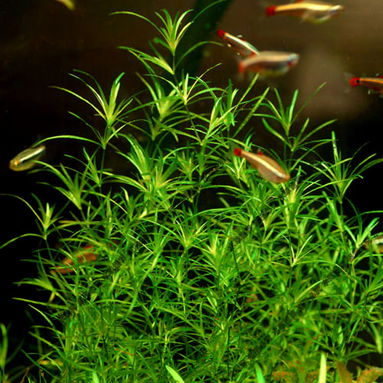 水草印度竹节莎草鱼缸中后后景活体造景水草