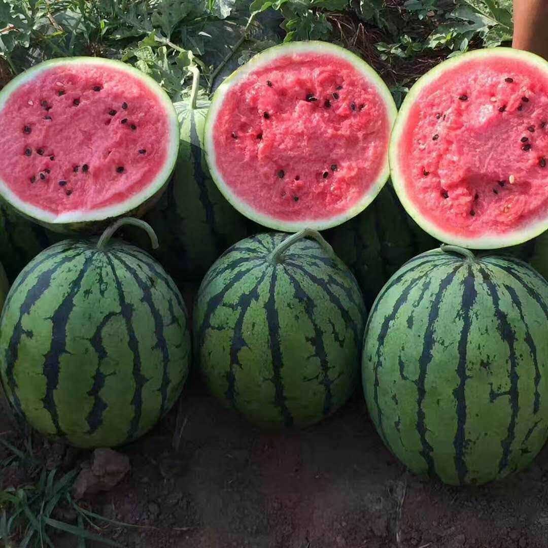 富田高产播种四季度高水果糖大西瓜巨型早熟麒麟家庭园艺种子