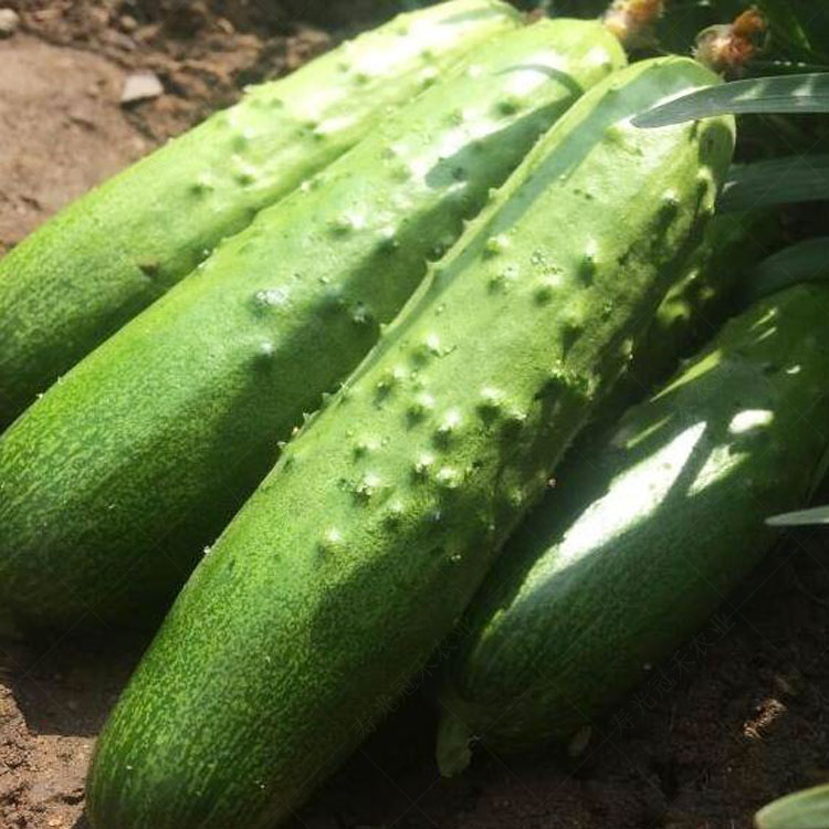 黄瓜无架爬地种籽四季春季盆栽蔬菜家庭园艺种子