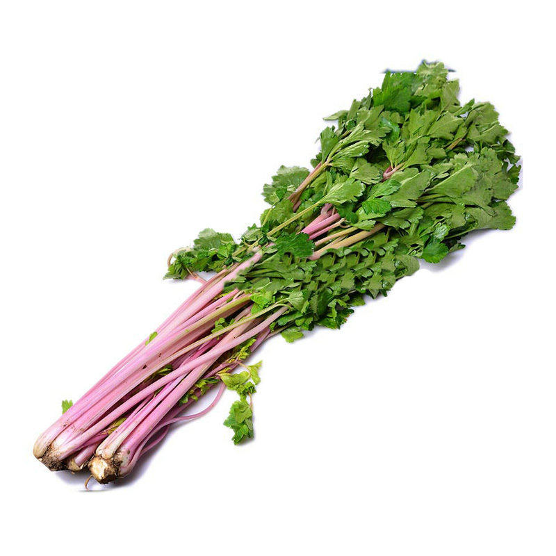 紫玉小香香芹种籽芹菜紫色茎脆清香四季速生家庭园艺种子