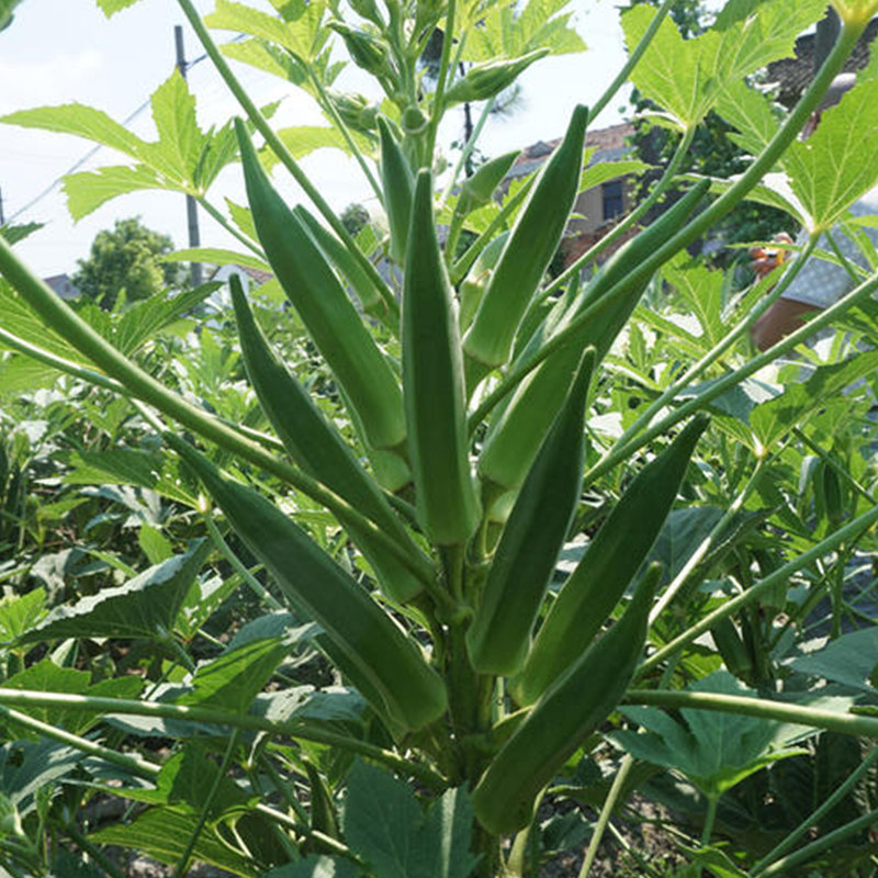 秋葵黄秋葵苗水田园孑红菜种蔬菜种籽水果四季家庭园艺种子