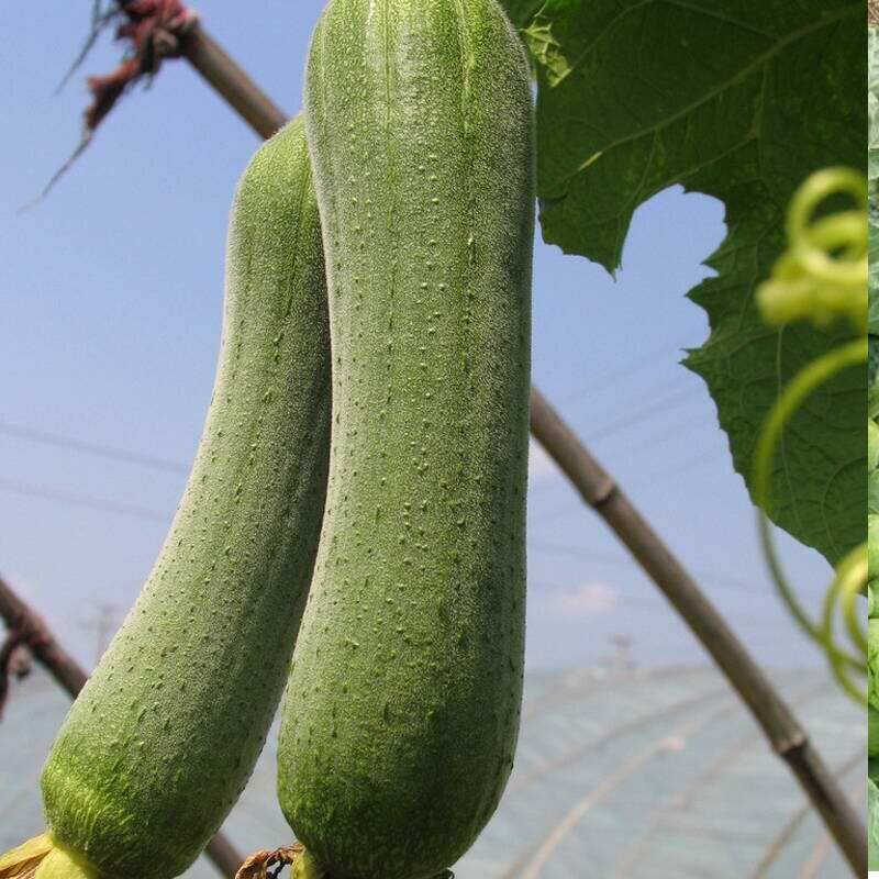 丝瓜贵妃肉丝种籽四季特大巨型蔬菜种子早熟家庭园艺种子