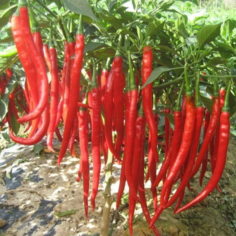 辣椒种子8819红线椒干椒鲜两用种籽超辣高产家庭园艺种子