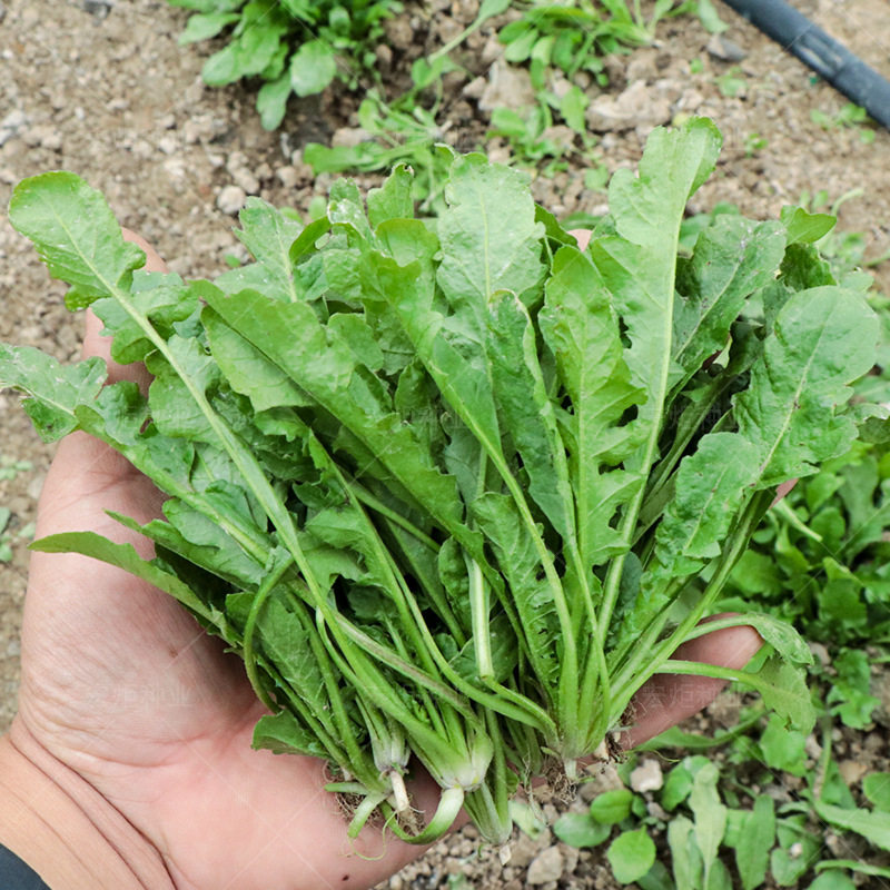农家野生荠荠菜菜种子大叶荠菜野菜种籽阳台家庭园艺种子