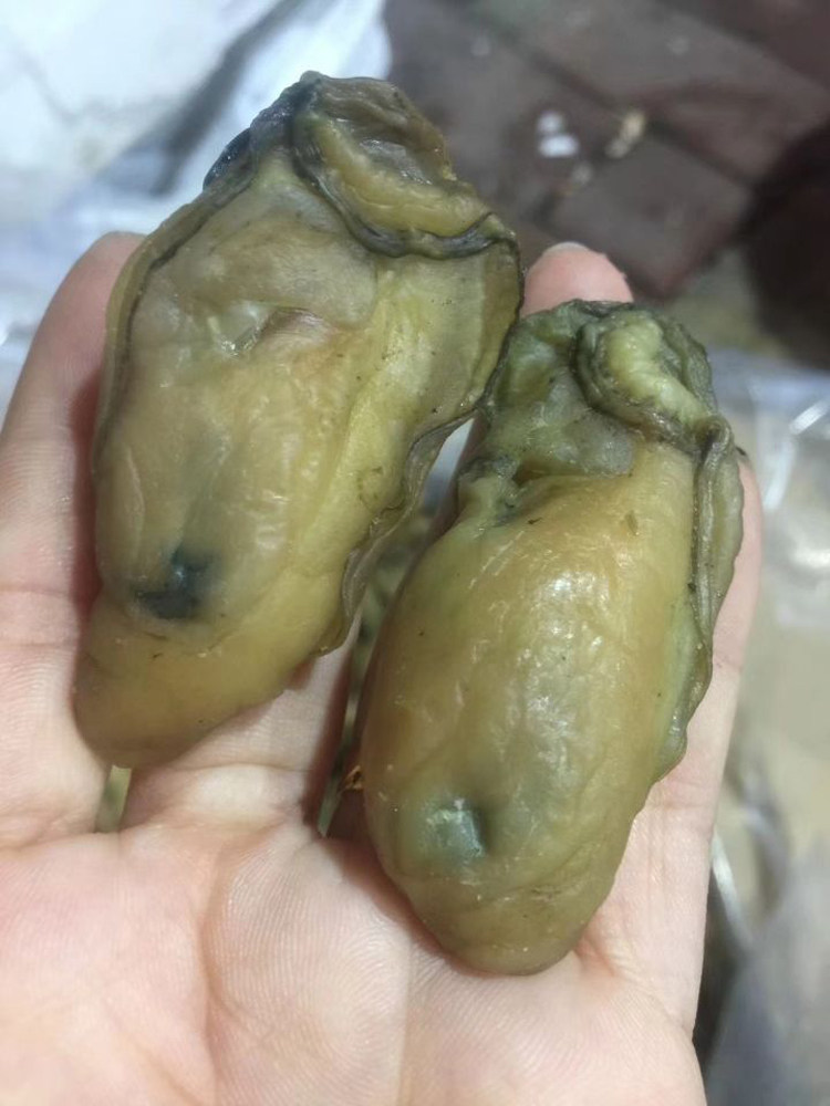 108元香蚝蛎黄牡蛎士豉类藕半斤贝壳大号邮船生蚝