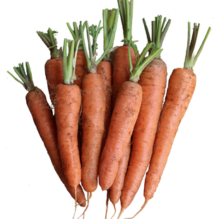 云南胡萝卜新鲜土红萝卜水果蔬菜有泥10斤生吃机器榨汁小萝卜甜脆