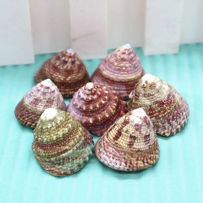 天然海螺贝壳稀有有小红塔13cm鱼缸造景家居海螺