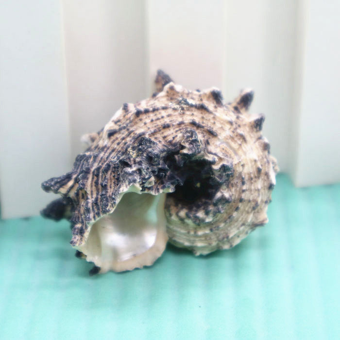 天然海螺贝壳36cm鸡冠岩螺鱼缸水族造景装饰海螺