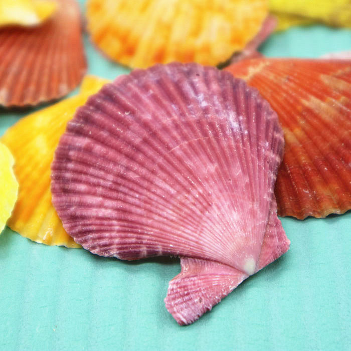 天然海螺贝壳36cm彩色扇贝鱼缸装饰水族箱造景海螺