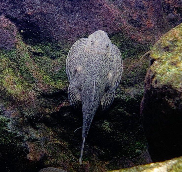 冷水吸鳅吸盘鳅双爬岩贵州清道夫工具清洁工清洁鱼