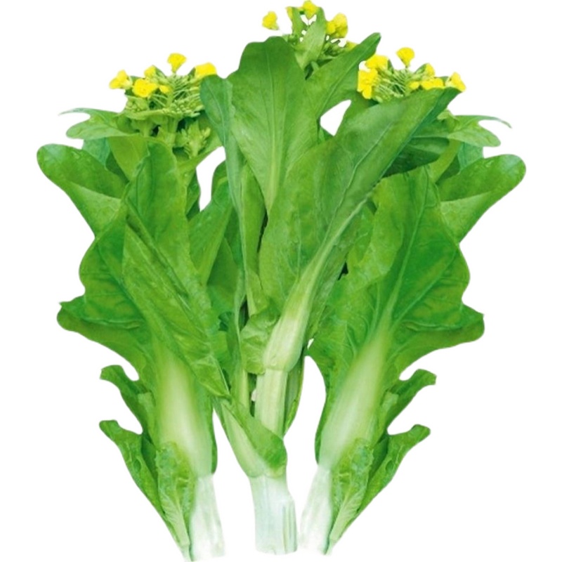 菜苔白菜苔盆栽夏季青菜大全菜种蔬菜四季阳台家庭园艺种子