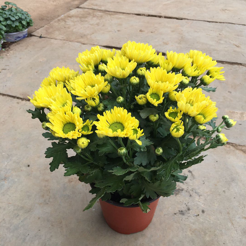 多头绿植菊好荷兰千头菊花雏菊阳台室内开花花卉