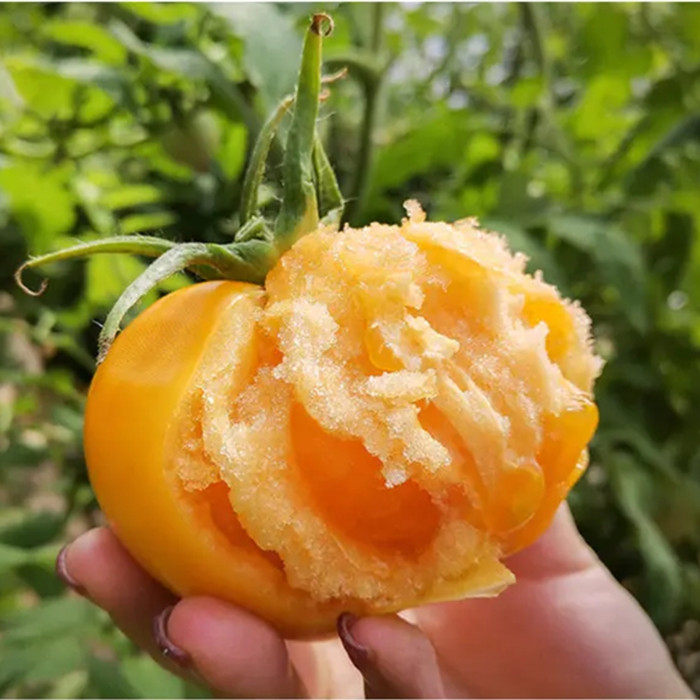 包邮内蒙古巴盟特产五原西红柿大黄柿子新鲜水果柿子