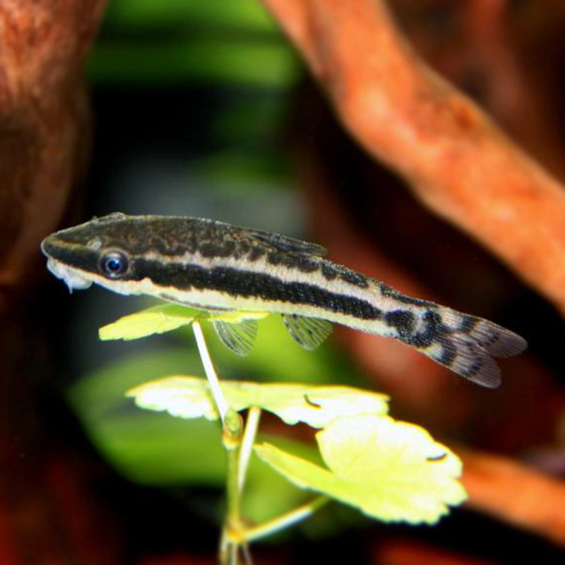 小精灵精灵鱼活体巧克力娃娃水草观赏热带吃粪清道夫鱼