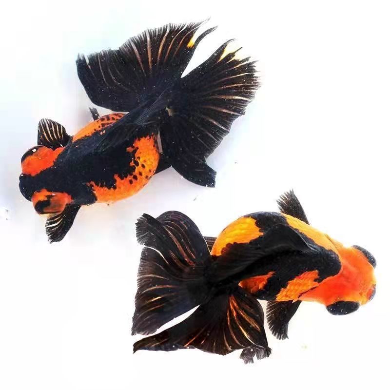 熊猫金鱼蝶尾包活精品碟尾红白包金活体冷水鱼鱼