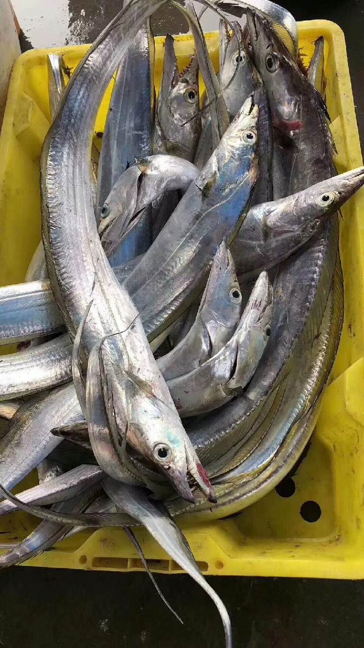 带鱼海钓张大东山海鲜当天新鲜刀鱼本港黑眼睛带鱼