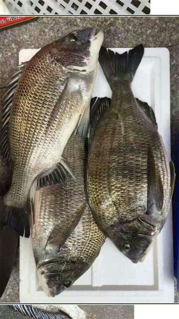 东山岛海鲜海钓黑翅鱼黑格飞格黑雕黑鲷鱼黑鳍鲷海鲫鱼灰鳍鲷真鲷