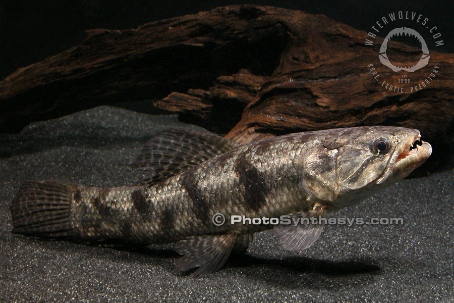 牙鱼枯木虎斑七彩凶猛猛鱼大型观赏鱼淡水鱼热带鱼鱼