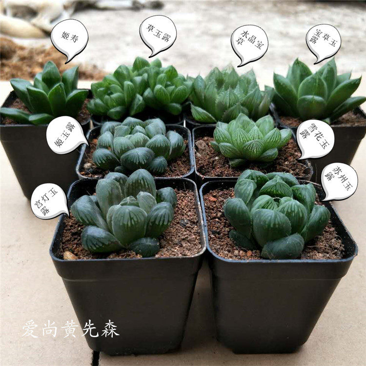 多肉植物玉露姬寿组合姬玉露个品种188新手套餐多肉植物